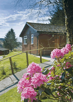 Highland Conifer in West Scotland