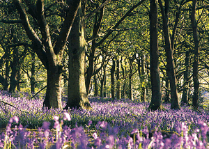 Please note that pictures are of the park as a whole and not necessarily the particular accommodation Please note that pictures are of the park as a whole and not necessarily the particular accommodation